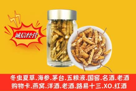 洛阳市回收散虫草